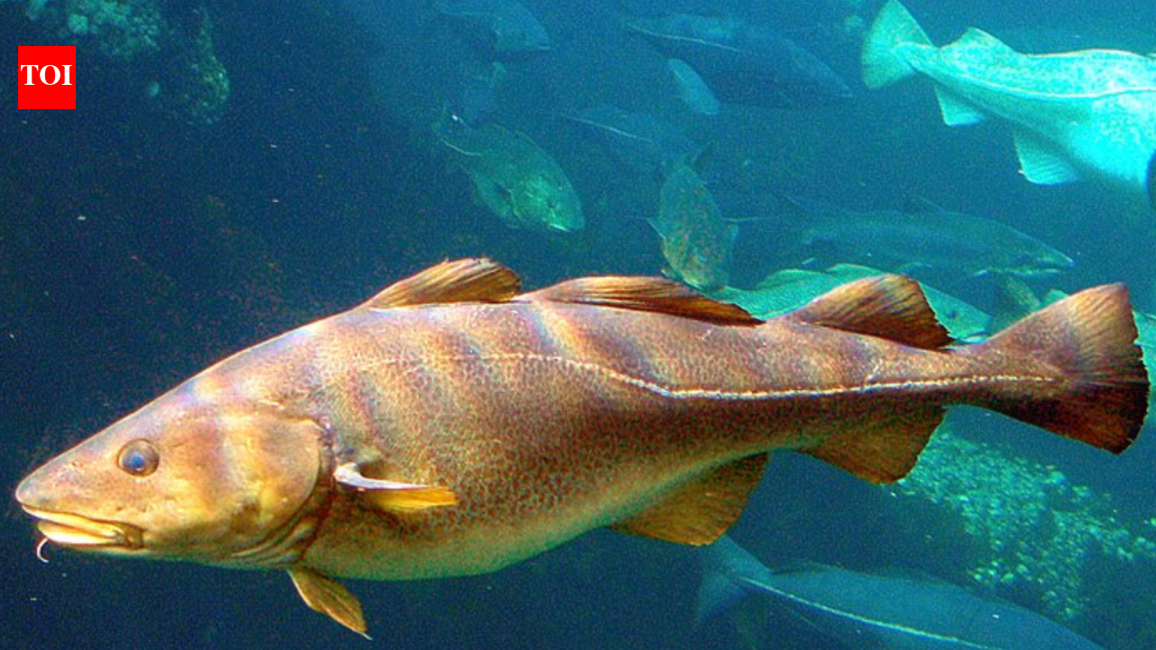 Canadas Cod Moratorium Sparks Decades-Long Transformation in Fishing Industry