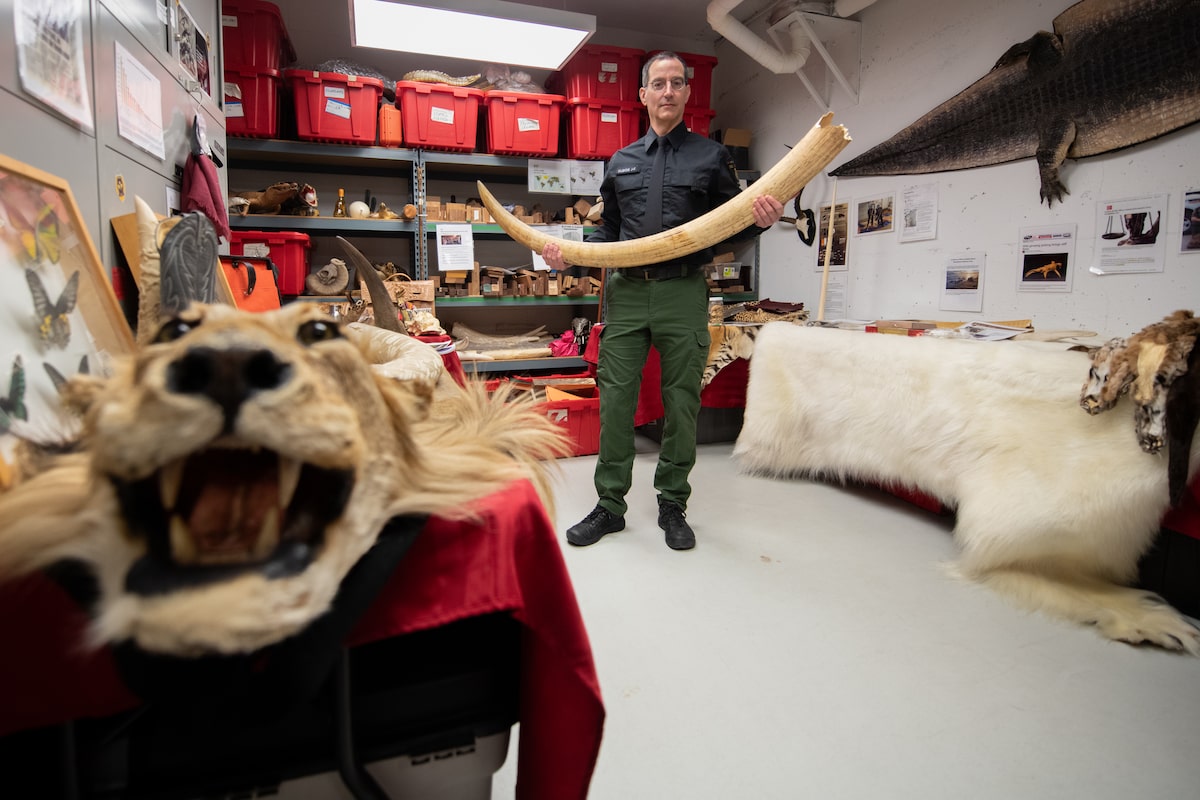 Canadas Illicit Wildlife Trade Exposed Amid Major Seizure