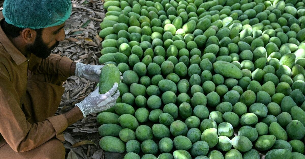 Pakistans Mango Exports Shrink Amid Ongoing Middle East Tensions