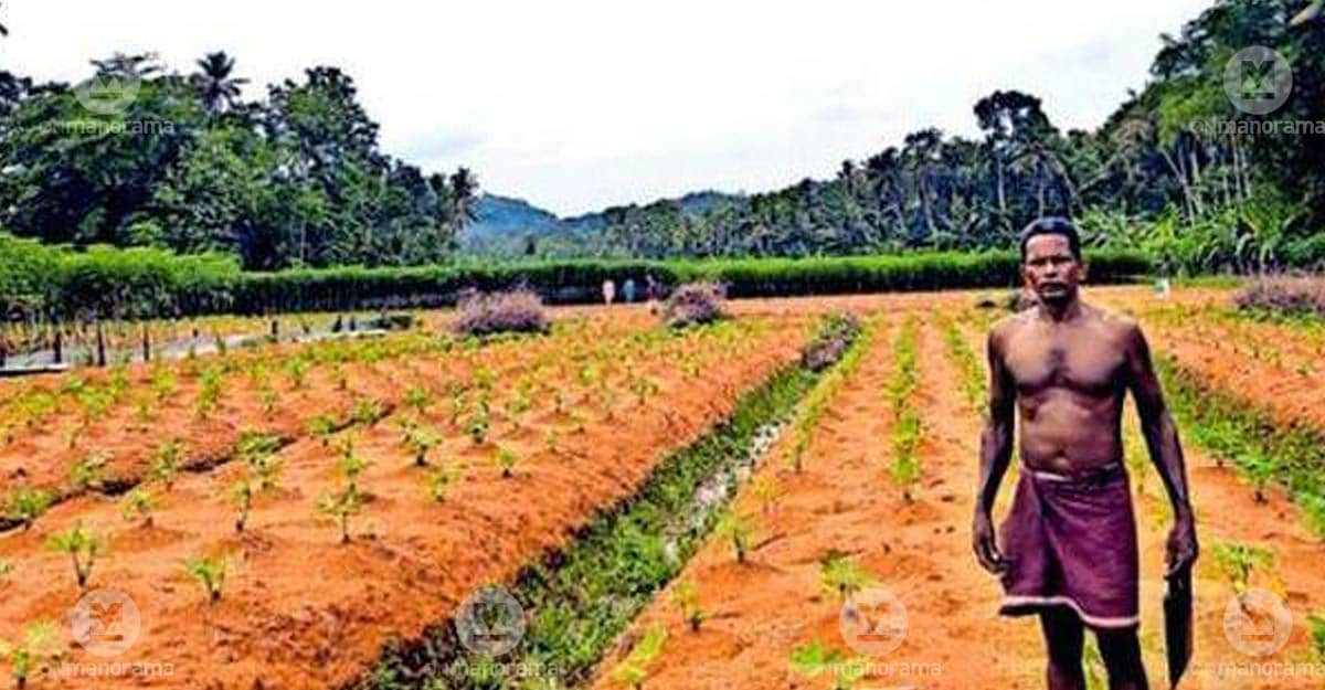 Tapioca Farming Boom in Pathanamthitta as Farmers Reap Rich Harvests